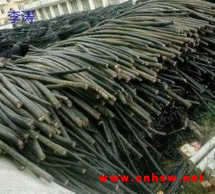 广东现金回收废旧电缆